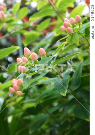 ヒペリカム 5149628