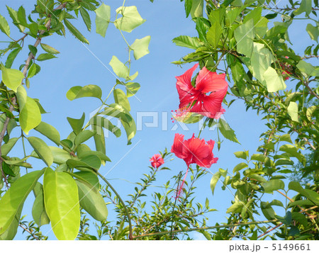 ハイビスカスの花 5149661