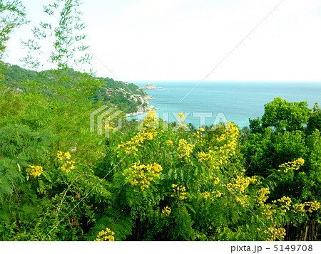 タイ　タオ島の風景 5149708