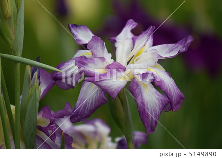 花菖蒲 天女の冠 花菖蒲 天女の冠 5149890