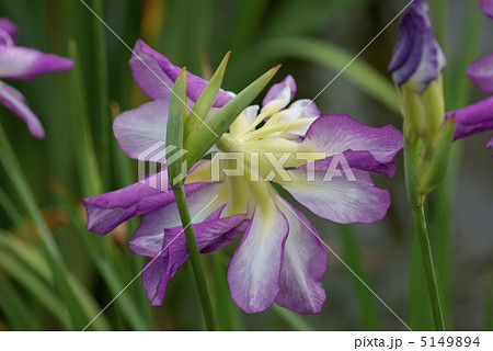 花菖蒲　天女の冠 5149894