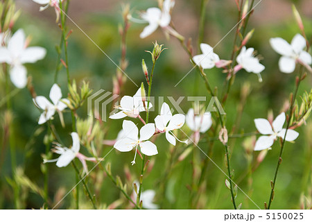 ガウラ ガウラ 5150025