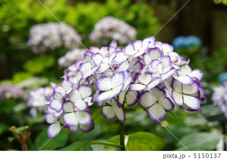 紫陽花　ジャパーニュミカコ 5150137
