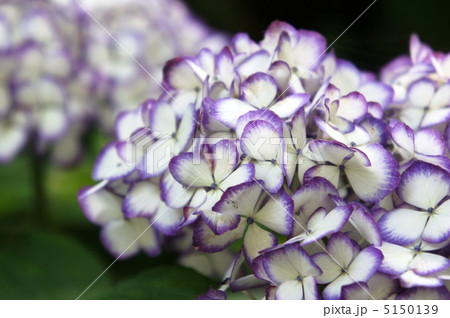 紫陽花　ジャパーニュミカコ 5150139