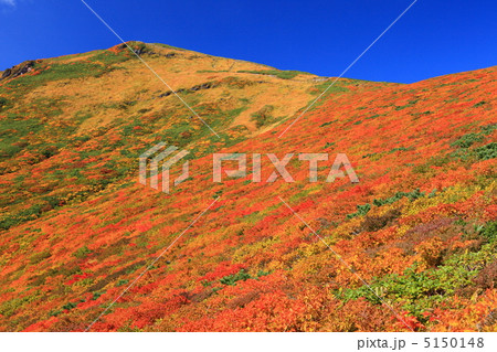 神の絨毯　日本一美しい山岳紅葉で知られる花の百名山、栗駒山（須川岳） 5150148