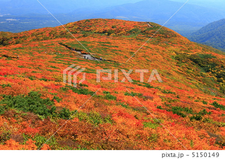 神の絨毯　日本一美しい山岳紅葉で知られる花の百名山、栗駒山（須川岳） 5150149