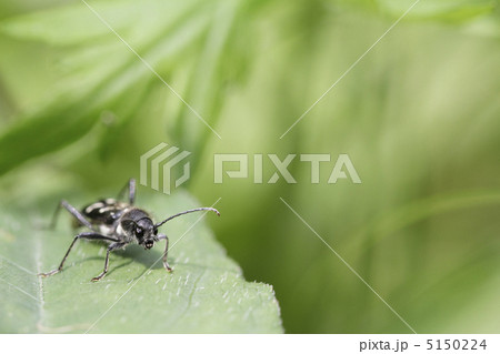 トラカミキリの一種1 5150224