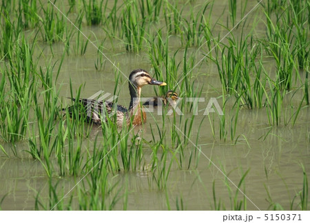 カルガモの母子 5150371