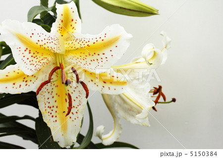 ヤマユリ ヤマユリ 5150384