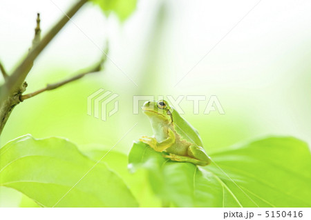 カエル カエル 5150416