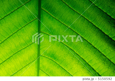 朴葉 朴葉 5150592