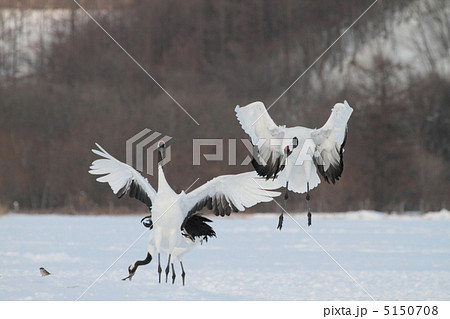 タンチョウツル 5150708