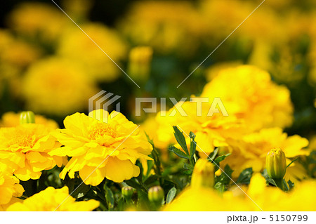 黄色のマリーゴールド 5150799