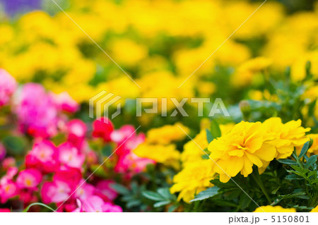 マリーゴールドとシキザキベゴニア 5150801