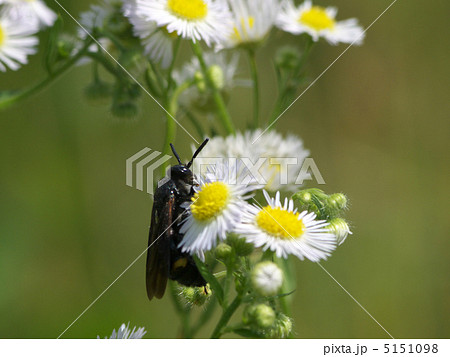 キオビツチバチ白い花 5151098