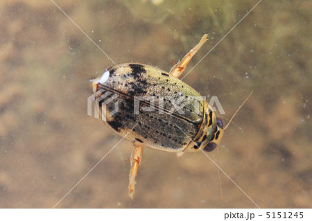 ハイイロゲンゴロウ 5151245