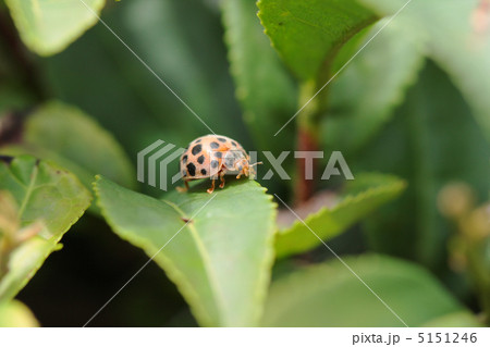 ニジュウヤホシテントウ 5151246