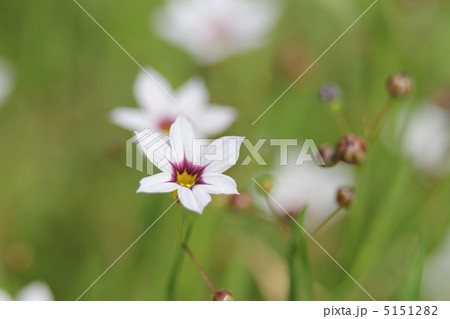 ニワゼキショウ 5151282