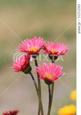 ガーベラ ガーベラ 5151285