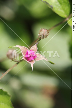 ナワシロイチゴ ナワシロイチゴ 5151294