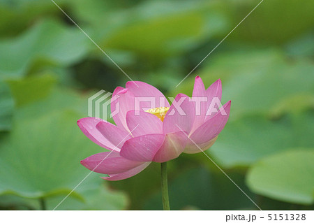 発掘地に咲く古代ハスの花 5151328