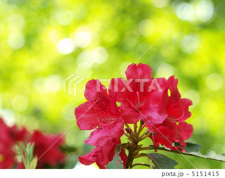 新緑とシャクナゲの花 5151415