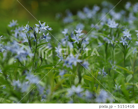 チョウジソウの花 チョウジソウの花 5151416