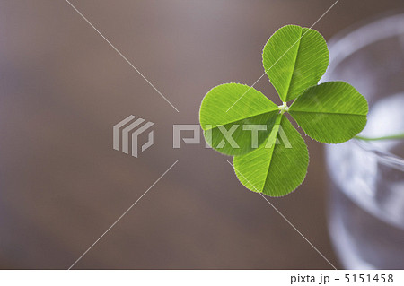 四つ葉のクローバー 5151458