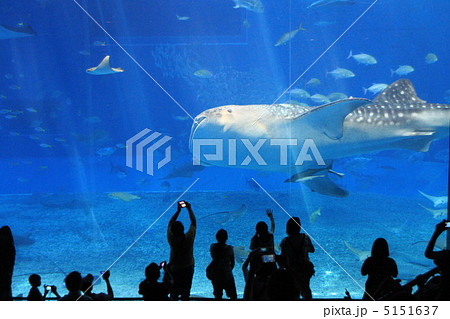 沖縄美ら海水族館 5151637