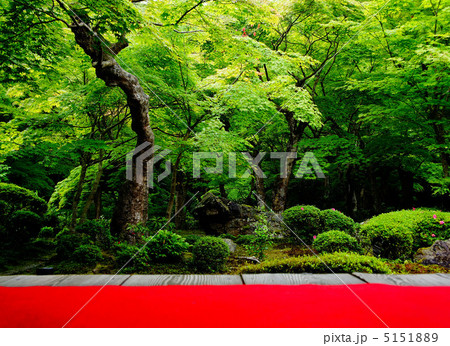 圓光寺の庭園 圓光寺の庭園 5151889