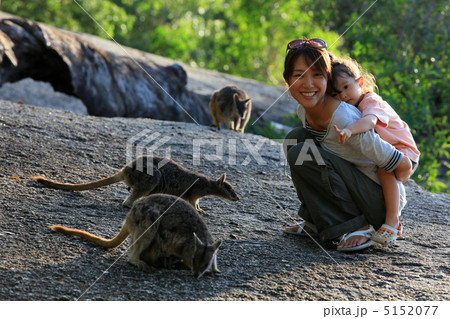 親子とカンガルー（ワラビー） 5152077