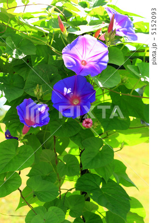 アサガオ アサガオ 5152093