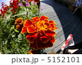 花 5152101