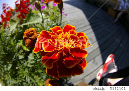 花 5152101