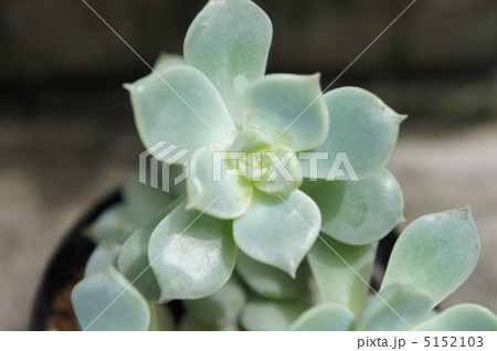 白牡丹 白牡丹 5152103