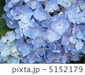 あじさい 5152179