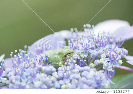 シュレーゲルアオガエル 5152274