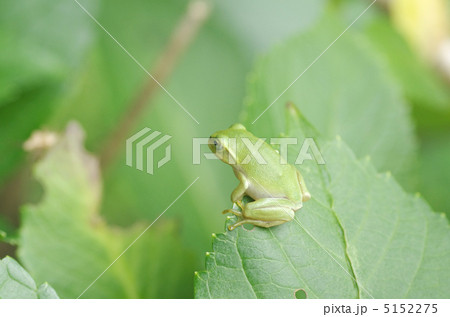 シュレーゲルアオガエル 5152275