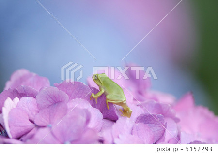 シュレーゲルアオガエル 5152293