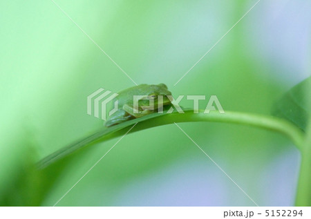 シュレーゲルアオガエル 5152294