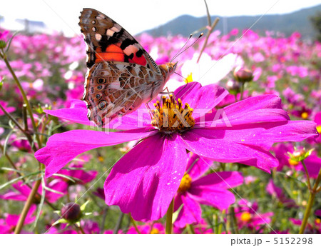 コスモスに誘われて 5152298