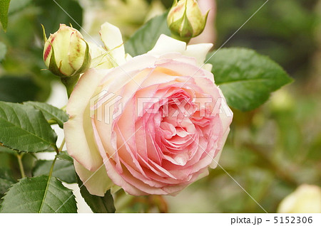 バラの花 ≪ピエールドロンサール≫ バラの花 ≪ピエールドロンサール≫ 5152306