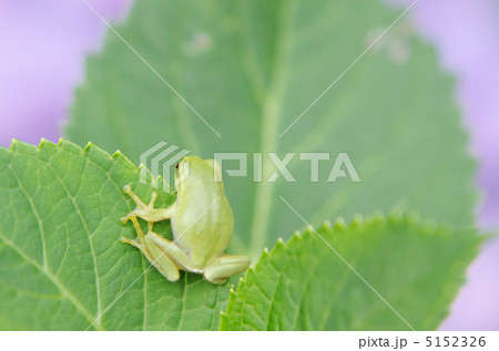 シュレーゲルアオガエル  5152326