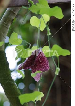 アリストロキア・ギガンテア 5152377