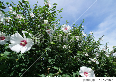クムゲの花と青空 5152467