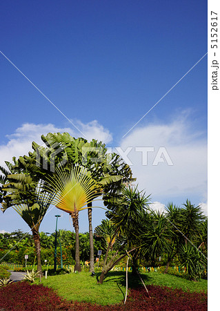 南国の風景画 南国の風景の写真素材 [5152617] - PIXTA