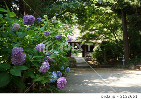 周防阿弥陀寺・アジサイ祭り 5152661