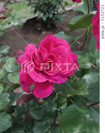 ルージュロワイヤル ルージュロワイヤル 5152721