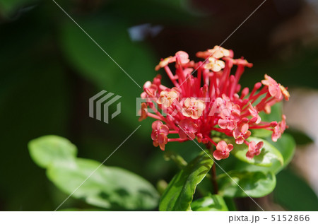 サンタンカ(スーパーキング) サンタンカ(スーパーキング) 5152866