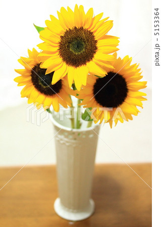 ひまわり 5153364